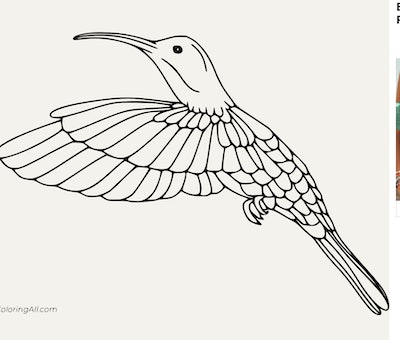 Hummingbird coloring pages free printable pages for kids