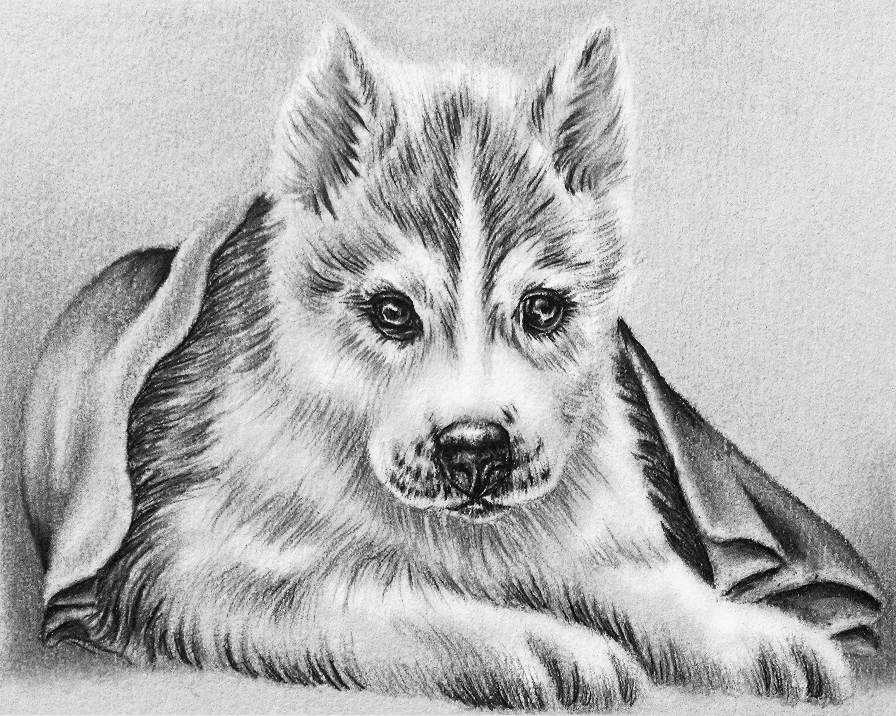 Huskypuppyxcoloring pet portraits family and wedding portraits in pencil from artistry by lisa marie