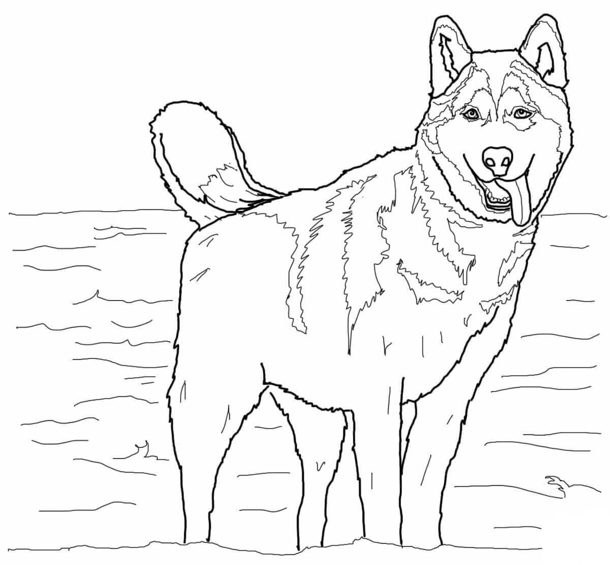 Husky coloring pages print for free wonder day â coloring pages for children and adults