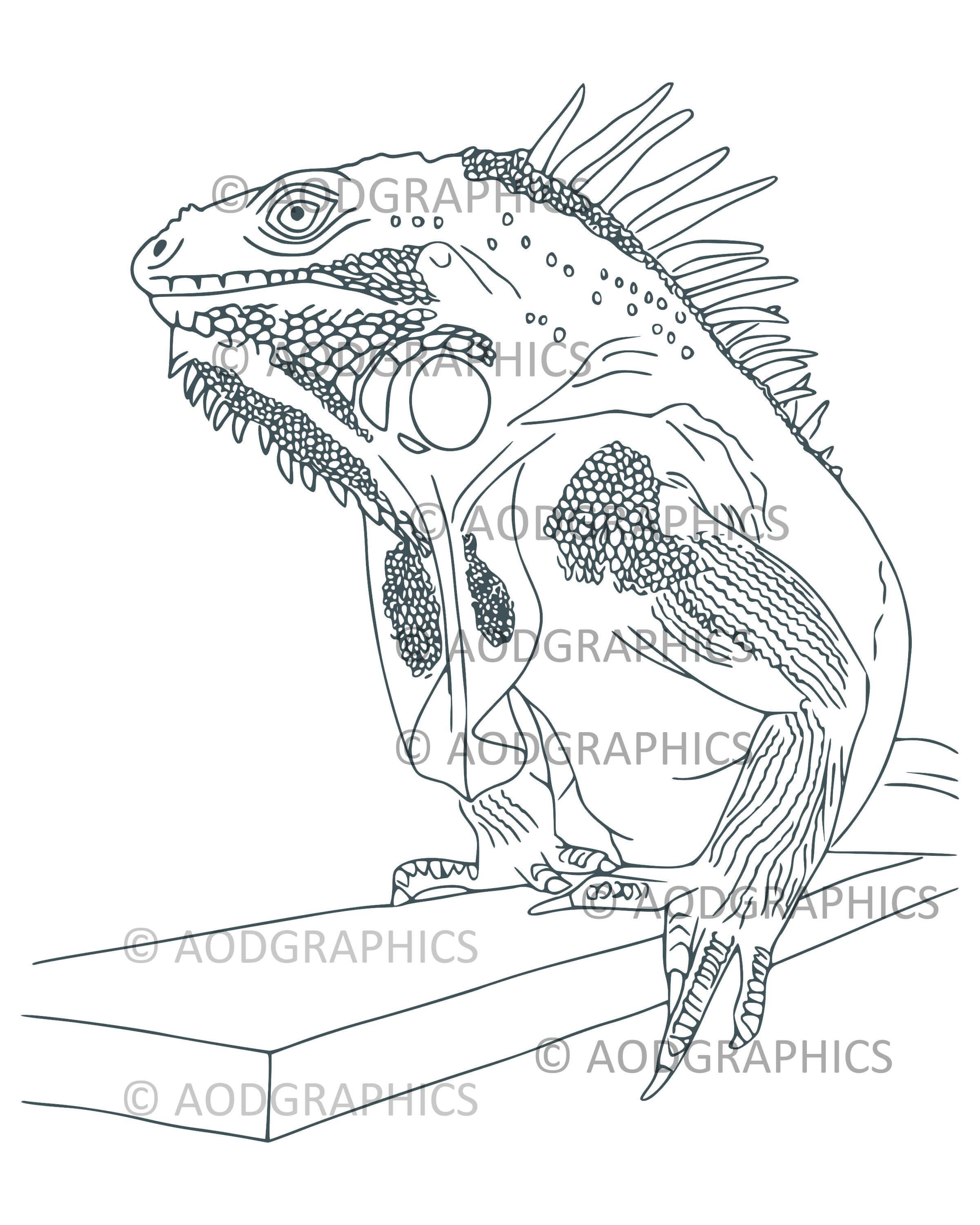 Iguana coloring page