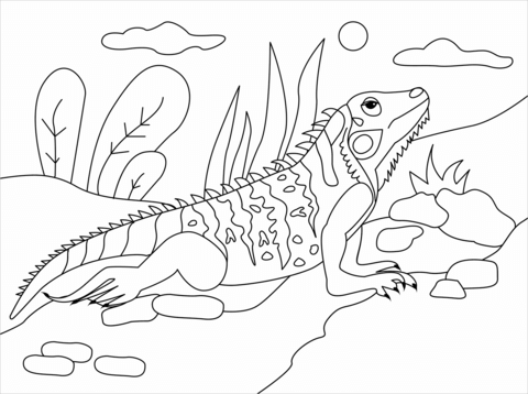 Iguana coloring page free printable coloring pages