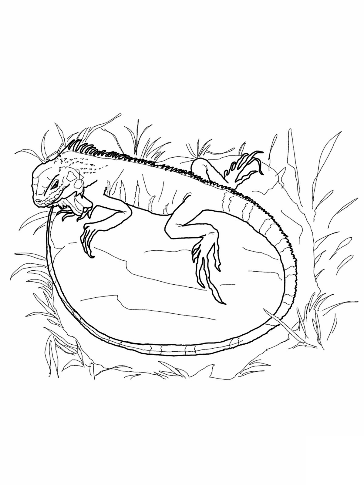 Free printable iguana coloring pages for kids