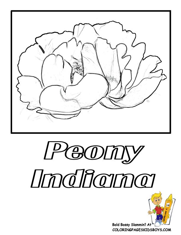 Indiana state flower coloring page peony coloring pages flag coloring pages hawaii pictures