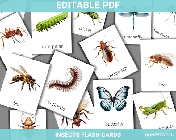 Insects flashcards pdf printable card editable montessori cards nomenclature cards educational bug insect flash cards