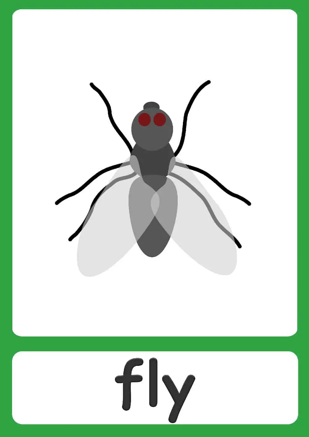 Bugs flashcards