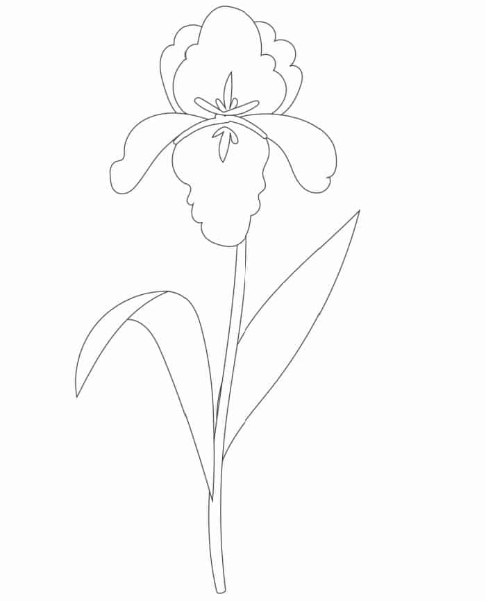 Free iris coloring pages