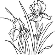 Iris coloring pages free coloring pages