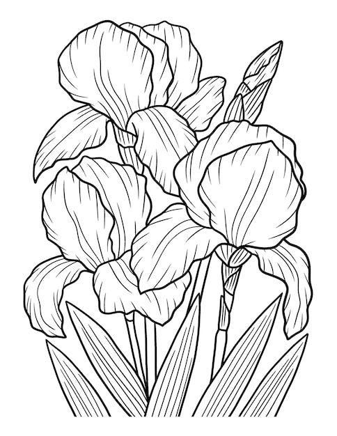 Premium vector irises flower coloring page for adults