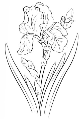 Blue iris coloring page free printable coloring pages flower sketches iris drawing flower drawing tutorials