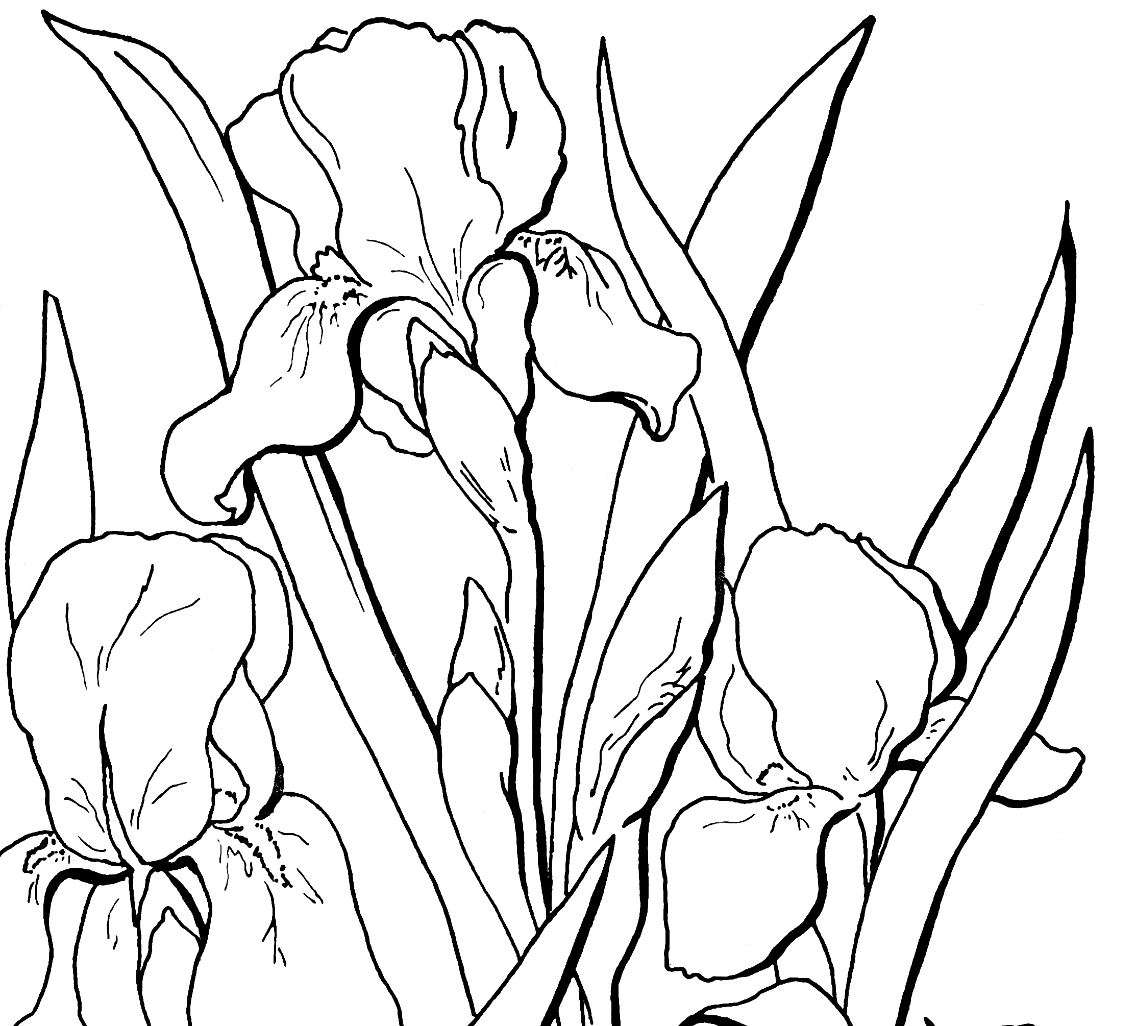 Iris coloring pages