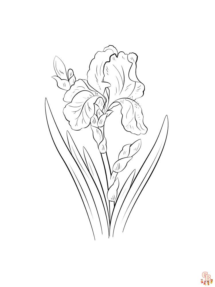 Discover the beauty of iris with free printable coloring pages