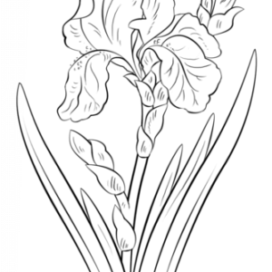 Iris coloring pages printable for free download