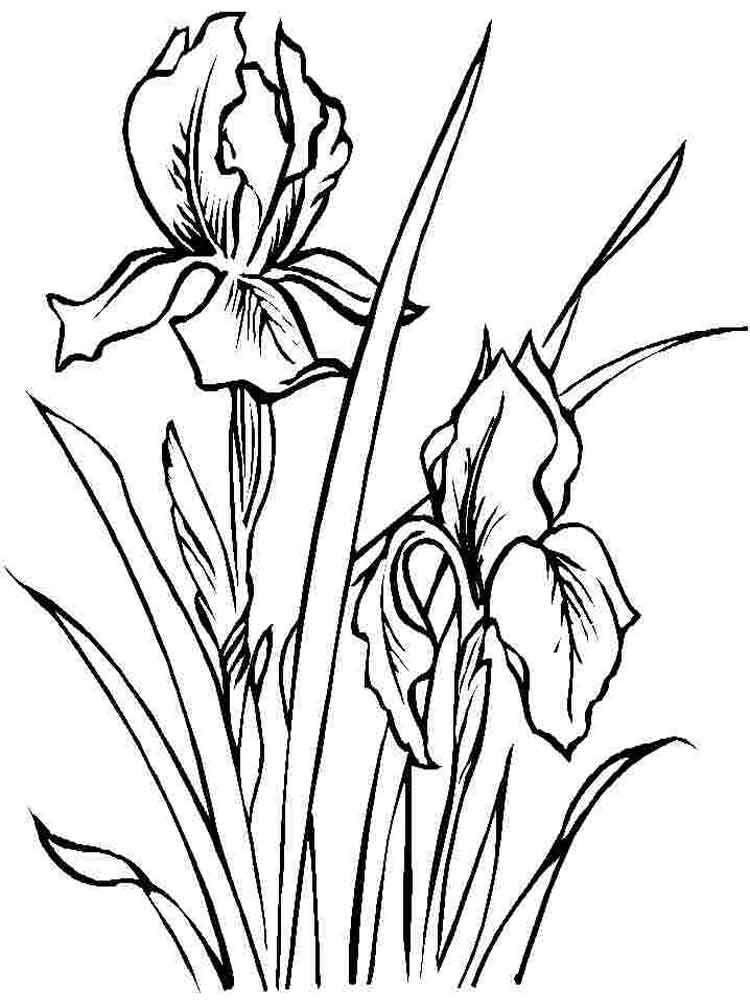 Iris flower coloring pages download and print iris flower coloring pages flower drawing flower coloring pages iris flowers