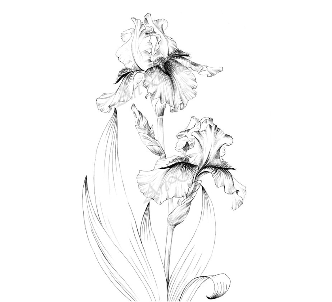 Iris flower sketch printable coloring page living room art large print clipart line drawing botanical prints a floral black white instant download