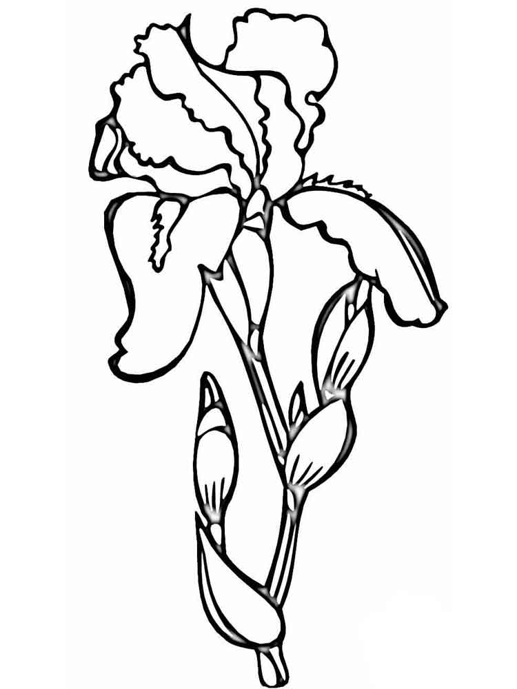 Iris coloring pages