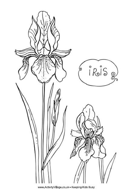 Iris coloring pages and printable flower coloring pages flower drawing flower drawing tutorials