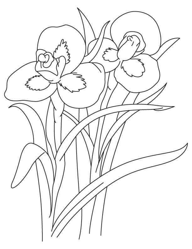 Iris coloring pages