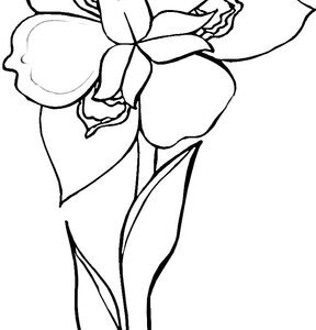 Iris coloring pages printable for free download