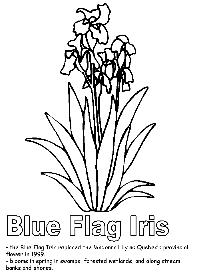 Iris coloring pages