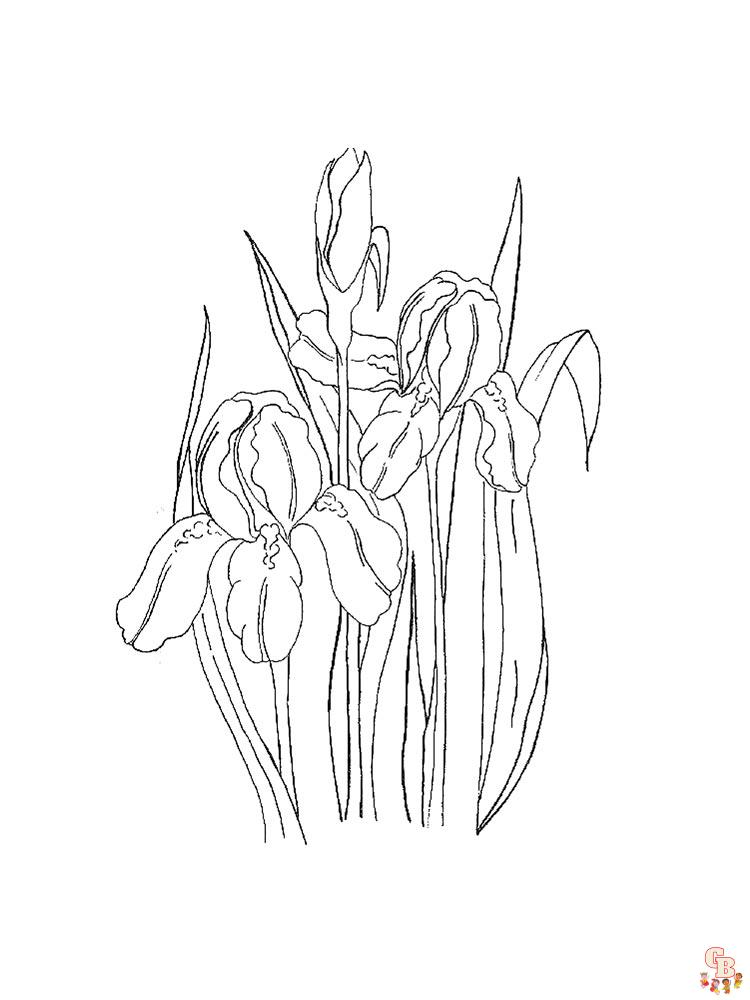 Discover the beauty of iris with free printable coloring pages