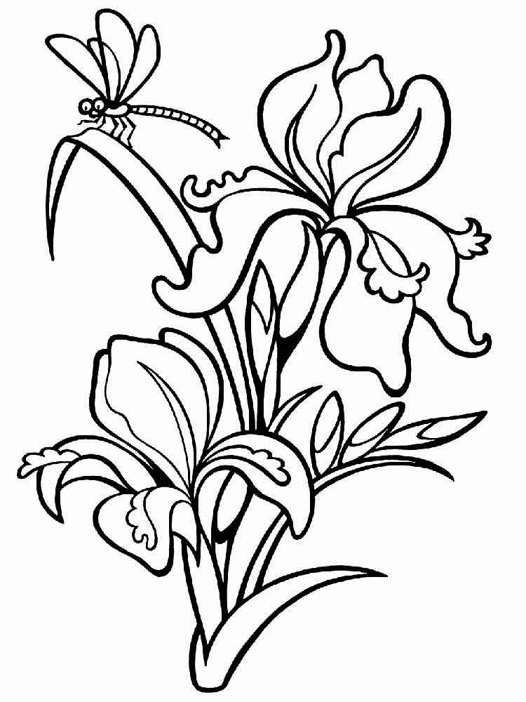 Iris coloring pages