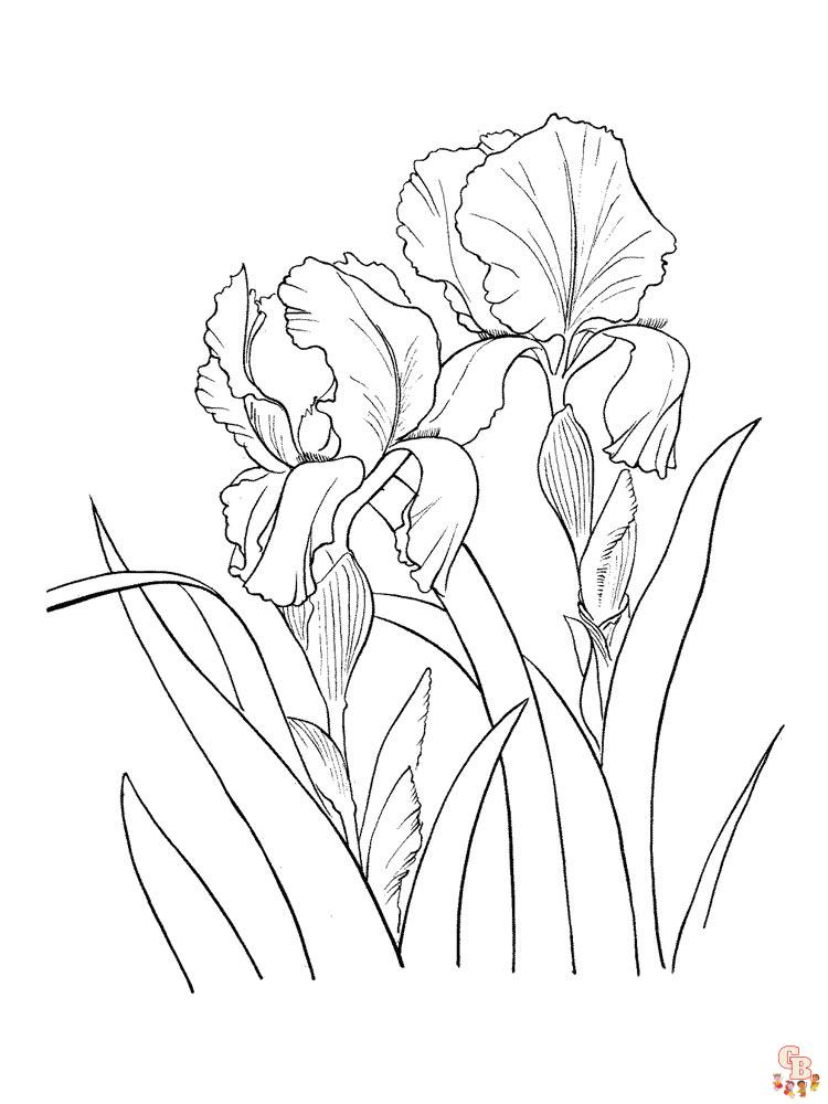 Discover the beauty of iris with free printable coloring pages