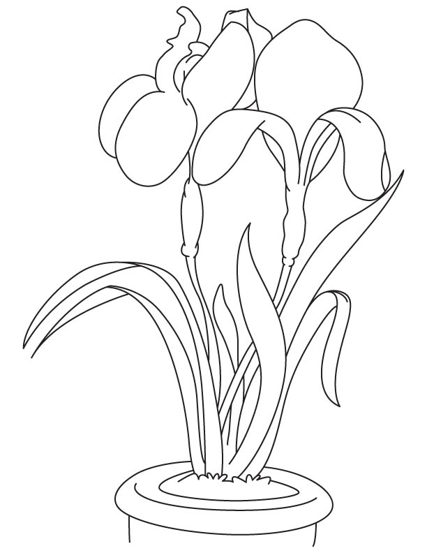 Iris garden flower coloring page download free iris garden flower coloring page for kids best coloring pages