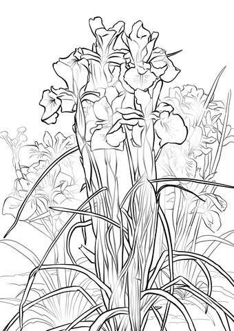 Iris coloring pages printable for free download