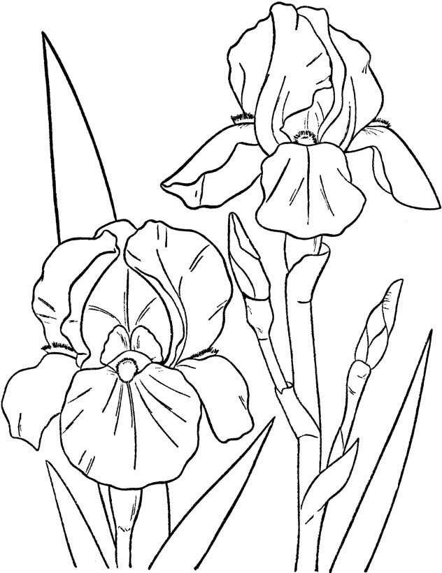 Bearded iris coloring pages