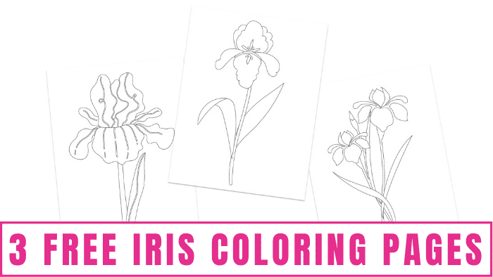 Free iris coloring pages