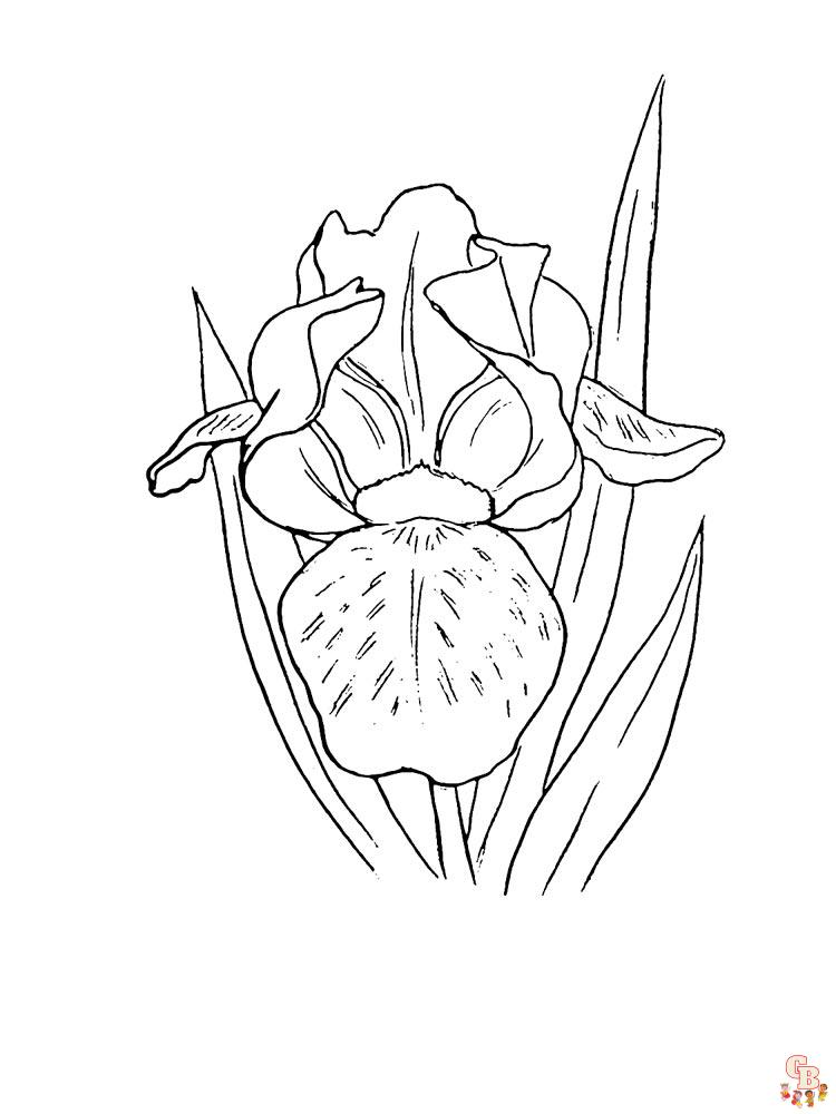 Discover the beauty of iris with free printable coloring pages