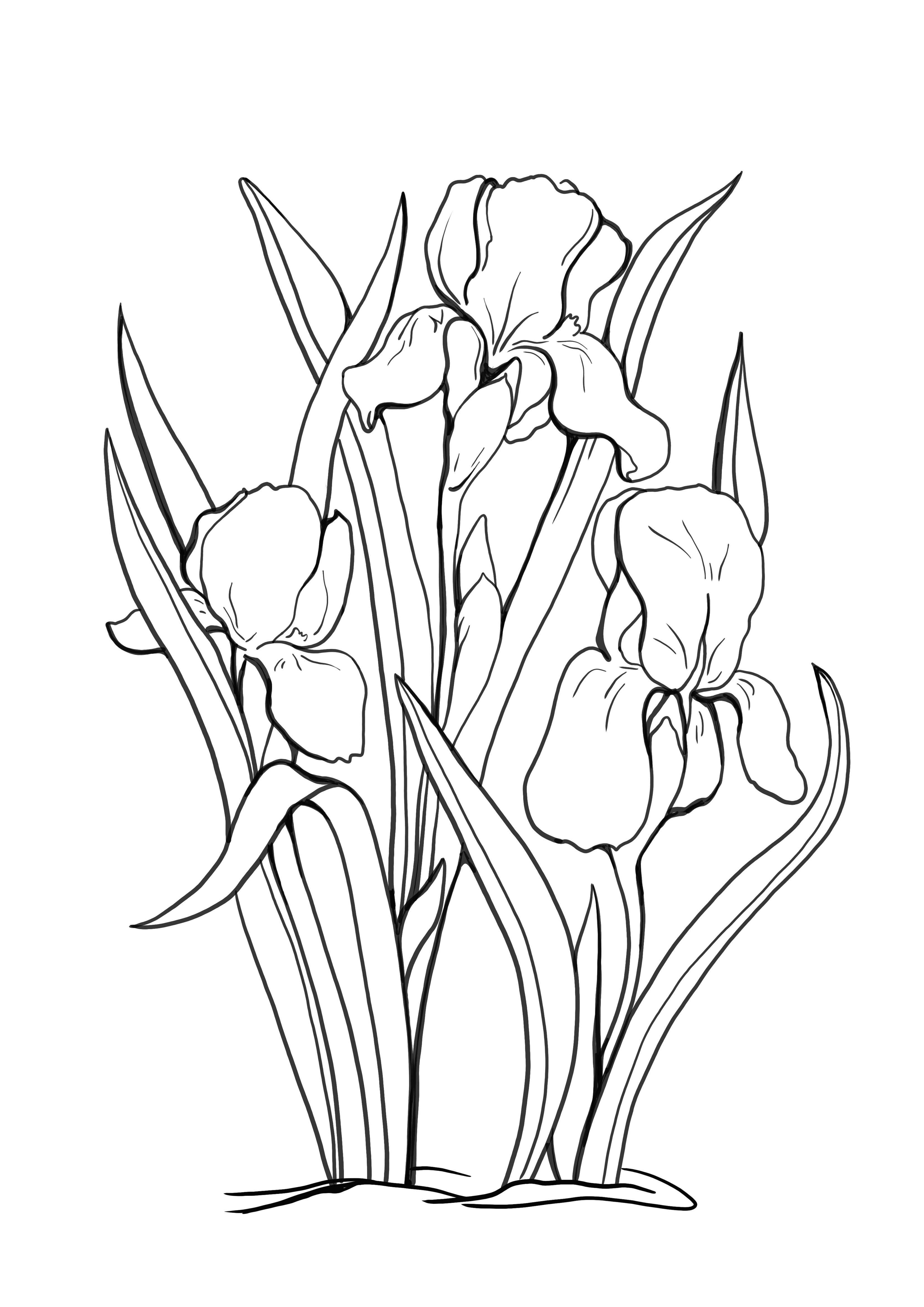 Free coloring and printing of iris page