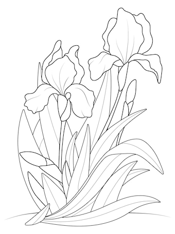 Premium vector iris flowers growing in a bush coloring book vector