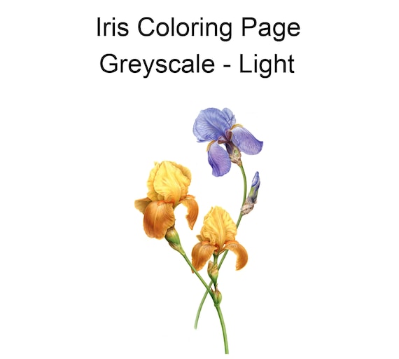 Iris flower coloring page greyscale printable instant download adult coloring pages easy x lisa brando extreme coloring