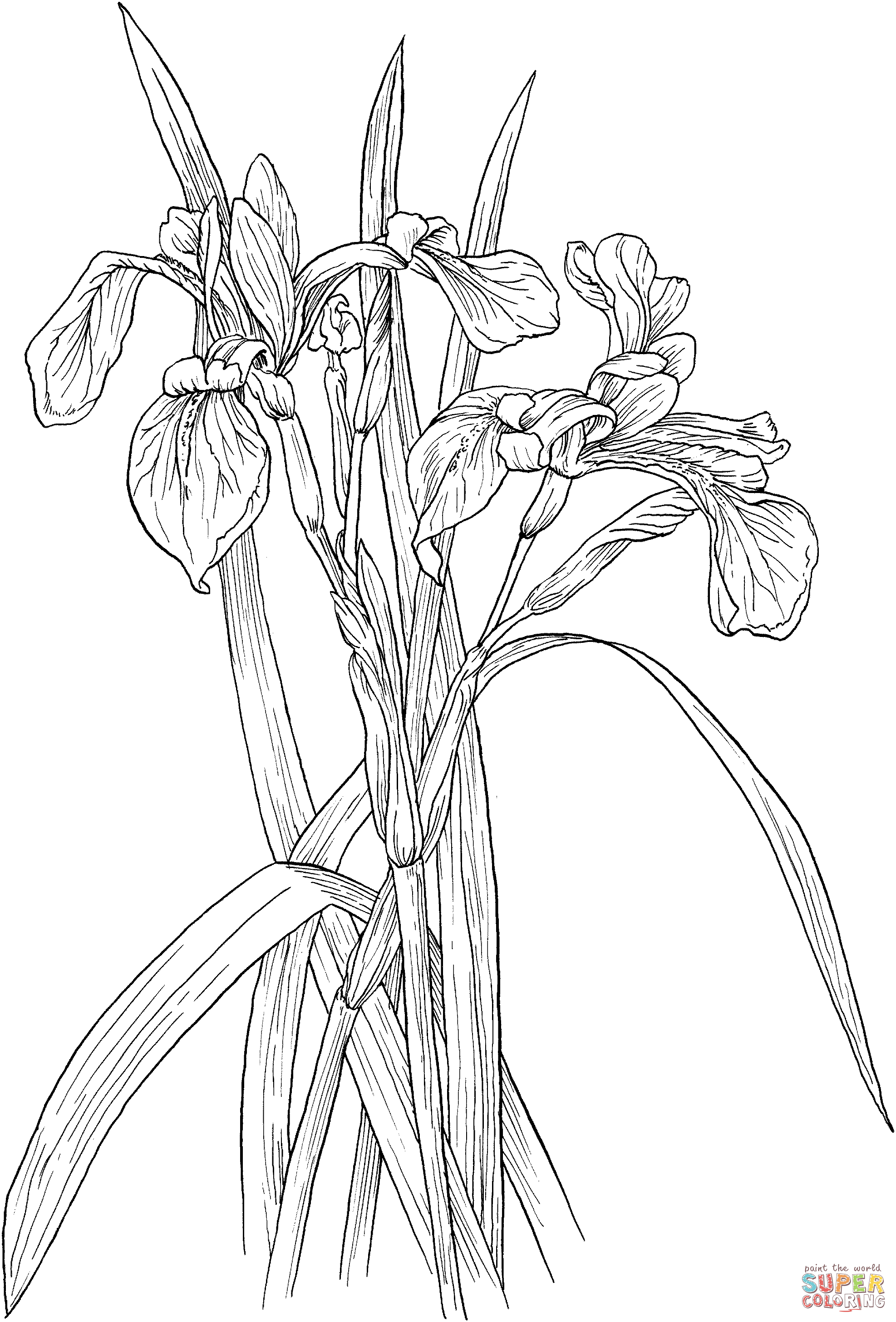 Blue flag irises or iris versicolor wildflower coloring page free printable coloring pages