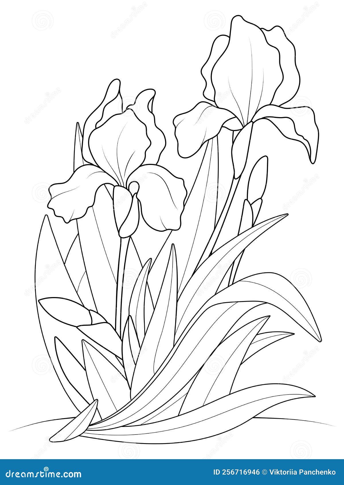 Iris flowers growing in a bush coloring book raster stock illustration