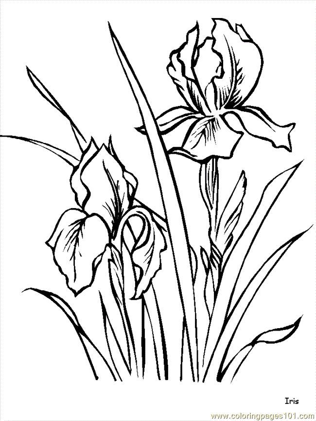 X best line drawings of irises images flower flower drawing pretty flower drawing realistic flower drawing