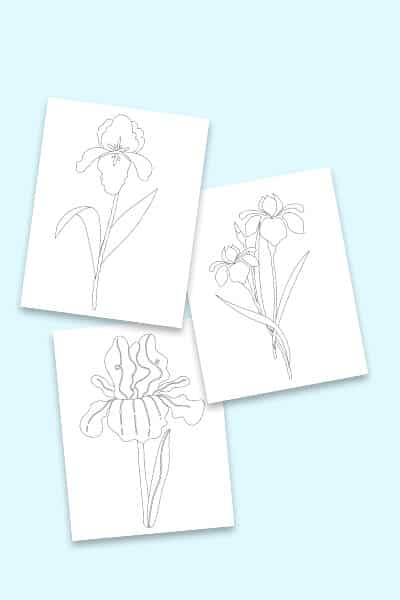 Free iris coloring pages