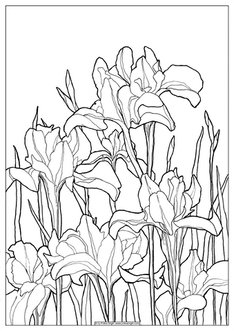 Coloring pages