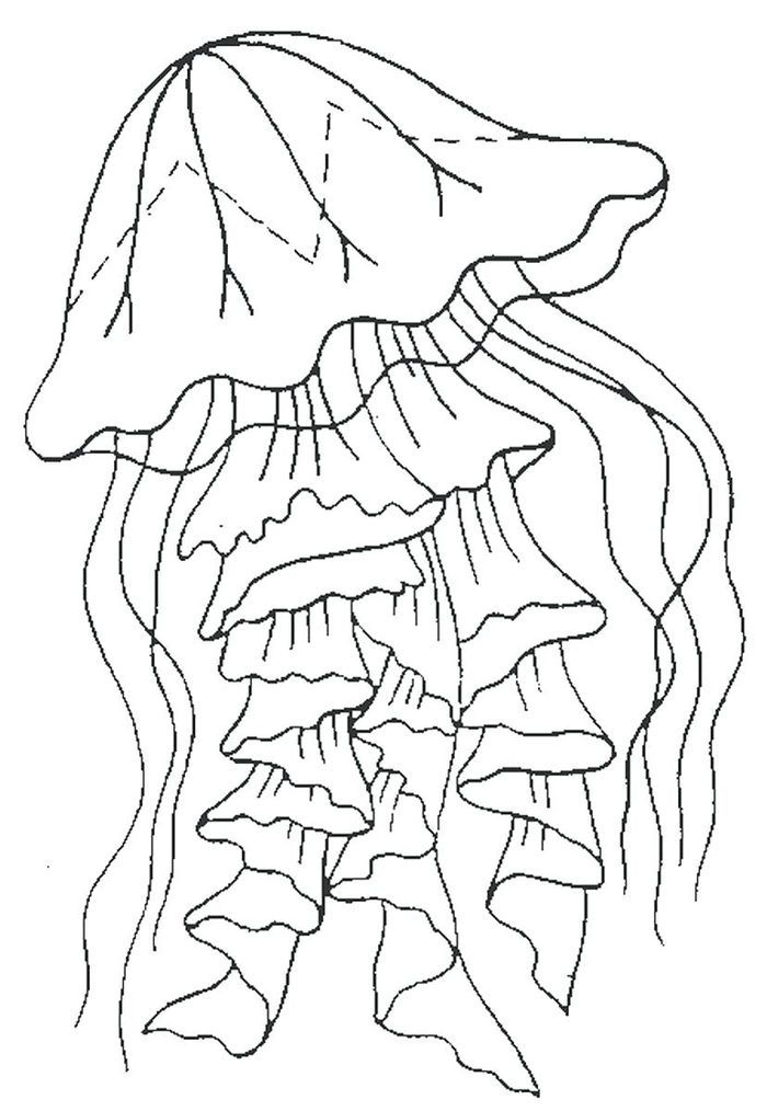 Jellyfish coloring pages pdf