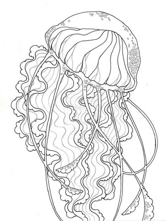 Realistic jellyfish free printable coloring page for adults animal coloring pages fish coloring page mandala coloring pages