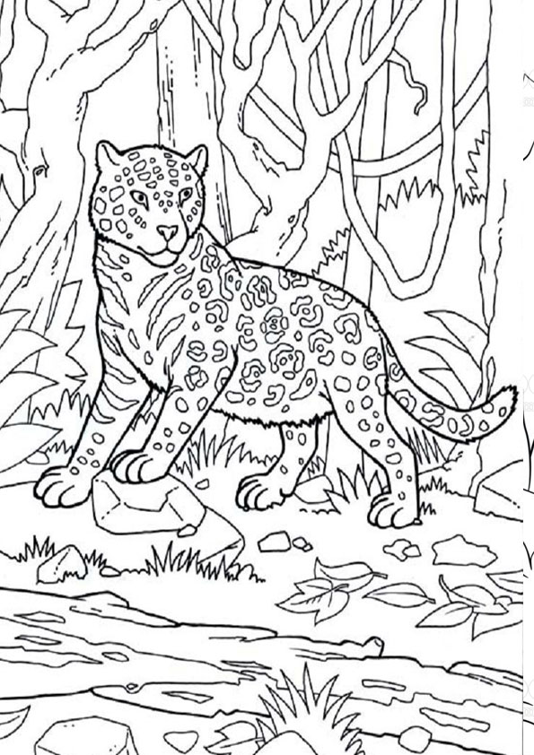 Coloring pages printable jaguar in jungle coloring pages for kids