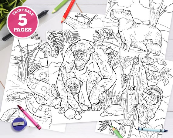 Printable digital coloring pages for kids jungle animals unique illustrations rainforest animal woodland pdf download chimpanzee