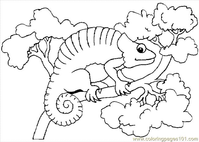 Eric carle chameleon coloring pages