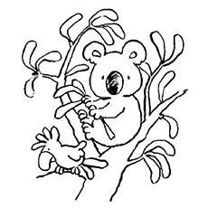 Koala coloring pages