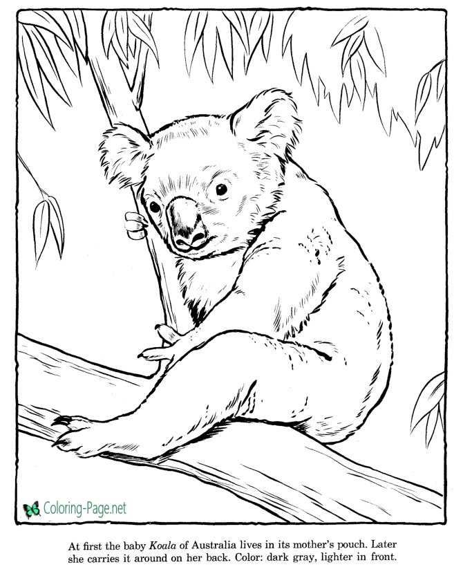 Koala coloring pages zoo