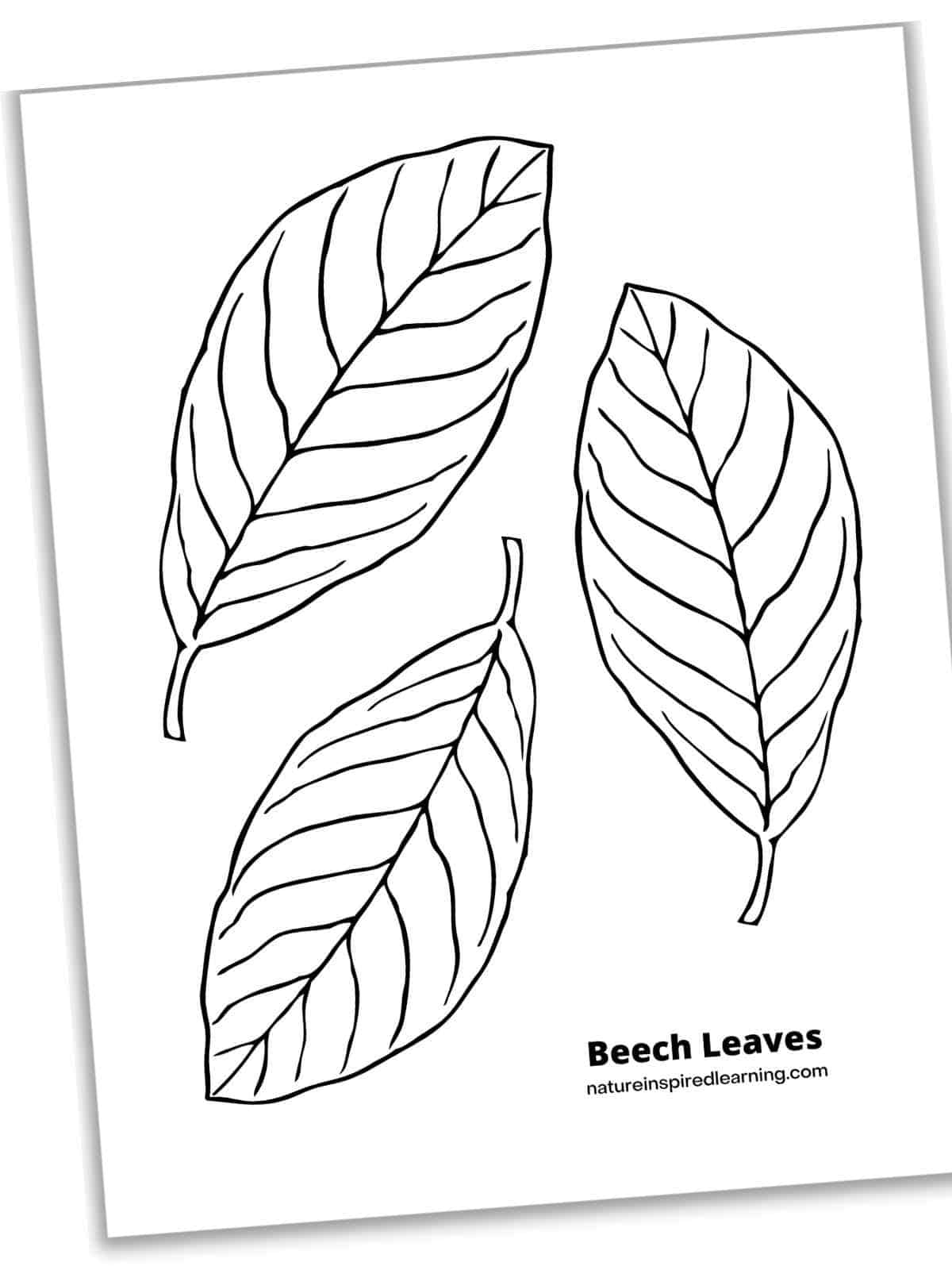 Fall leaf coloring pages perfect for autumn