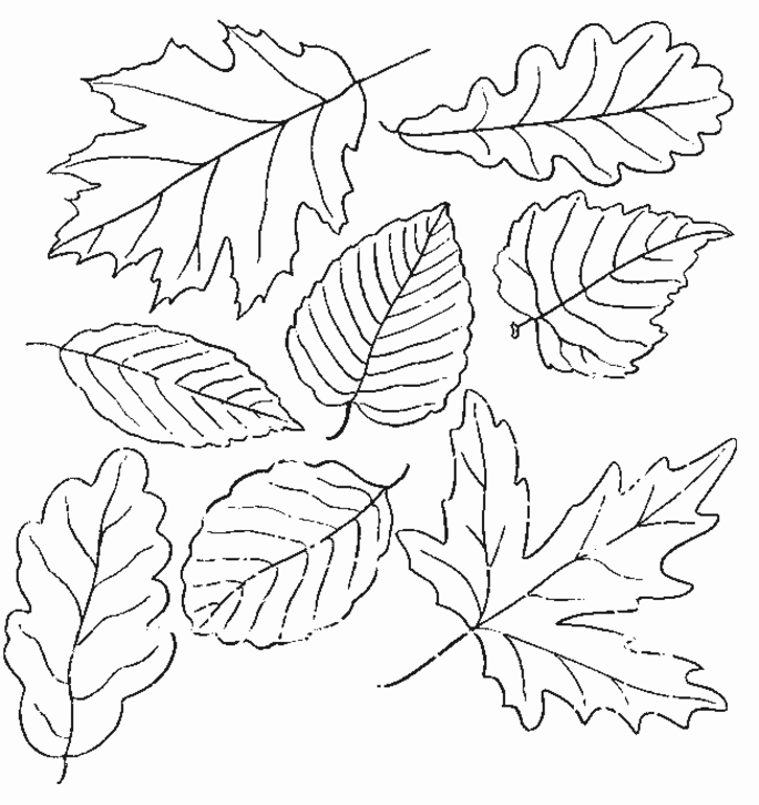 Coloring pages multiple leaf coloring pages