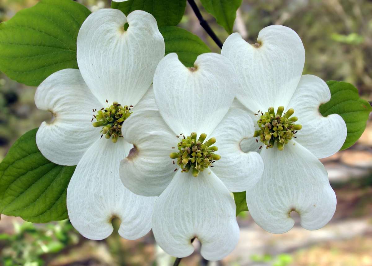 Legend of the dogwood tree