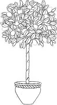 Italophile coloring pages lemon tree